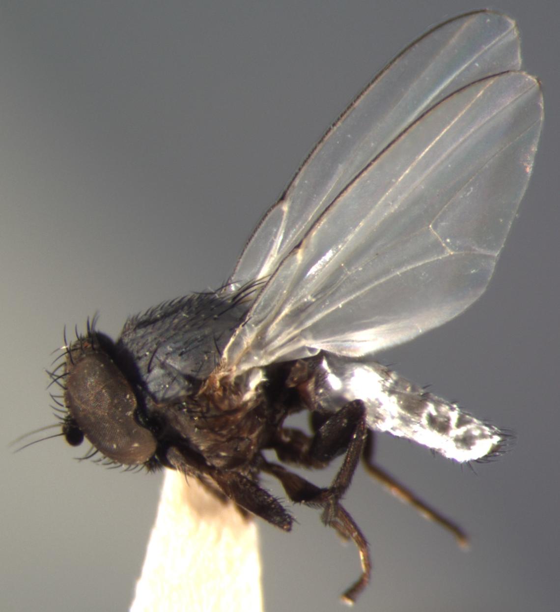 Often tiny and seemingly insignificant, flies comprise 10 to 15 per cent of Kingdom Animalia (the major group of animals) and they play a crucial role in Earth’s ecosystems.