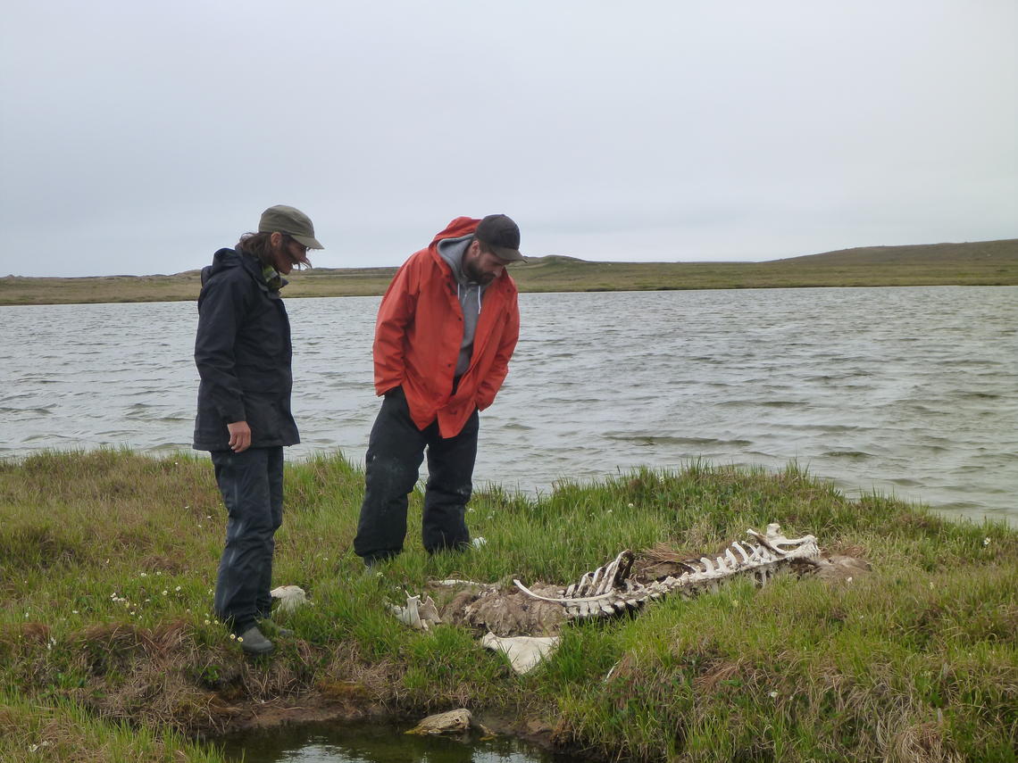 Susan Kutz, left, looks at the skeleton of a muskox on Victoria Island. With her is Josh Sullivan, an MSc student.