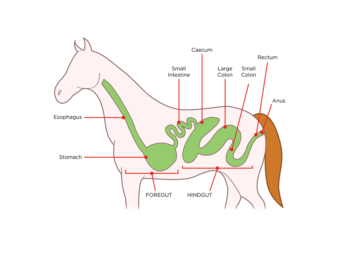 The study found the camera capsule technique allows for a good examination of the stomach and small intestine.