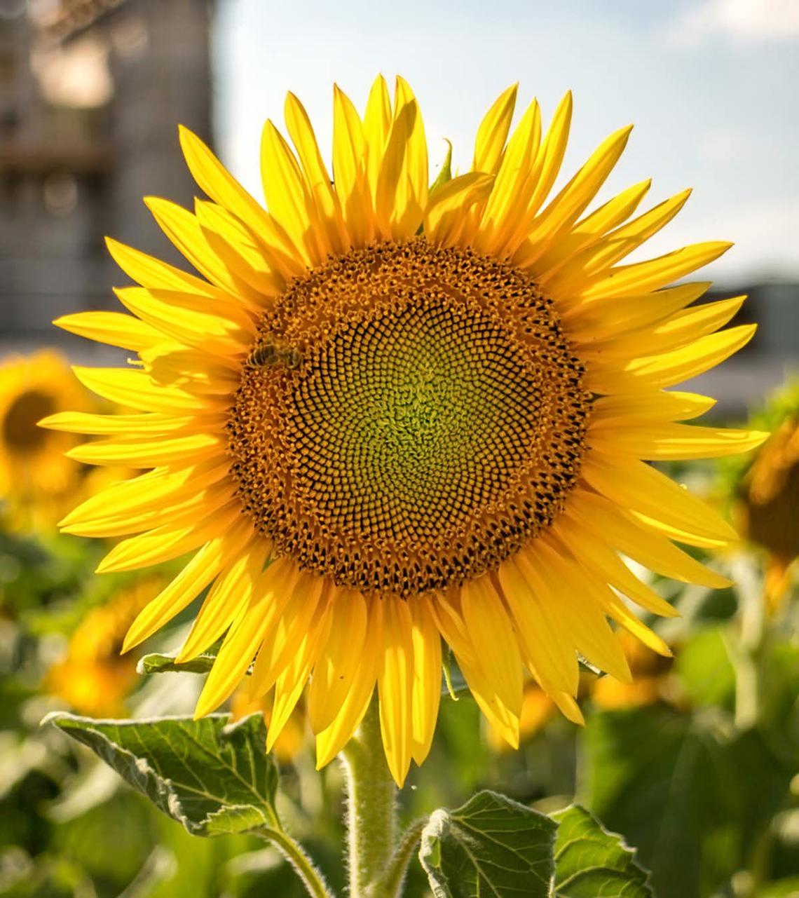 Sunflower, one of many flowers grown in Community Roots gardens.