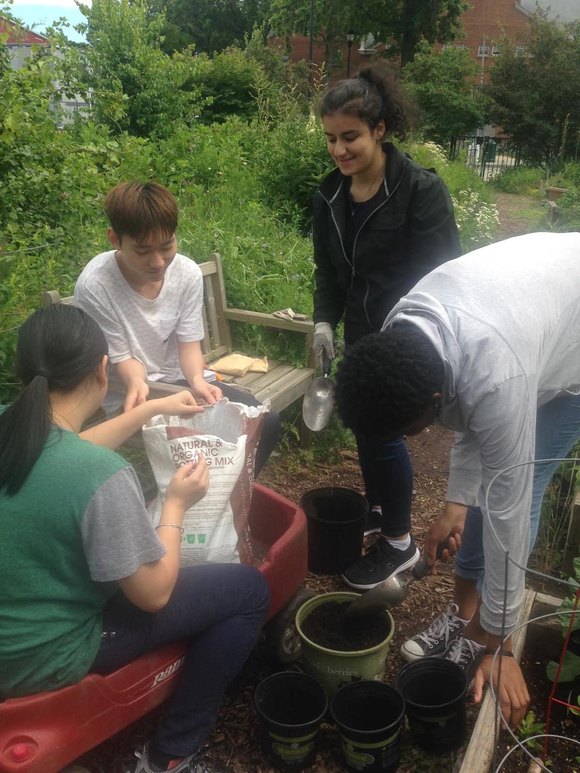 Community Roots students planting seeds in a Brooklyn public school garden.