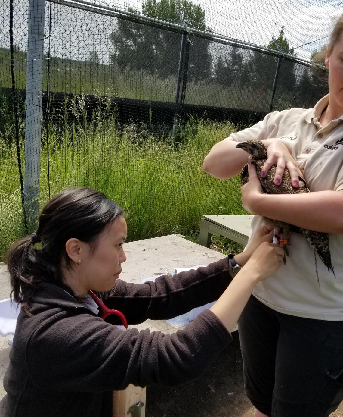 Shannon Toy vaccinates an endangered greater sage grouse against West Nile virus at the Calgary Zoo.