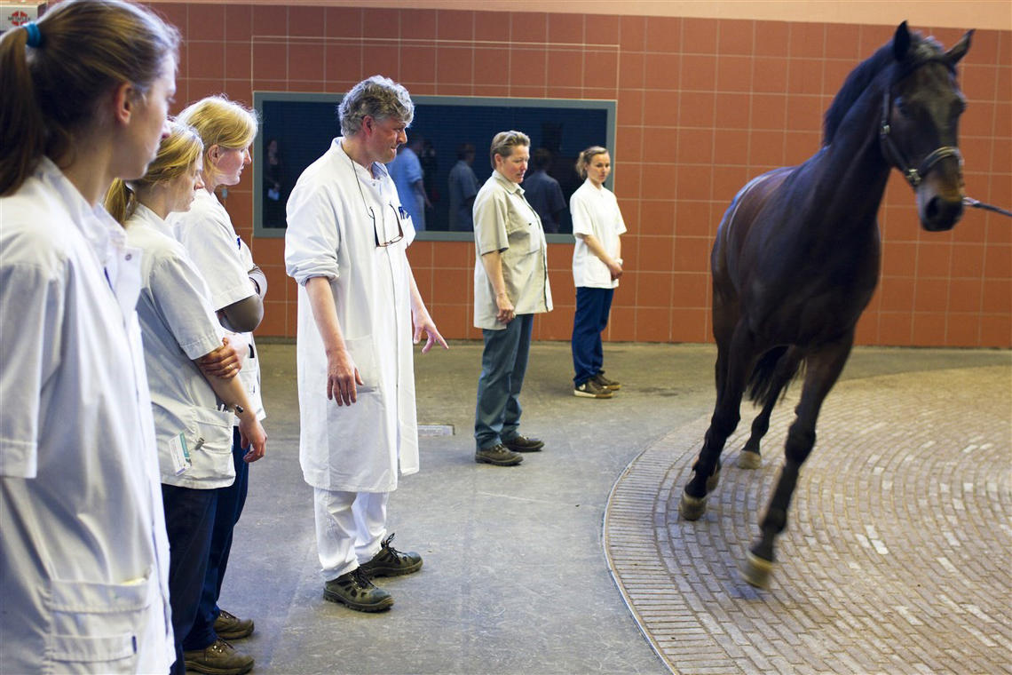 Dutch vet med students with a horse