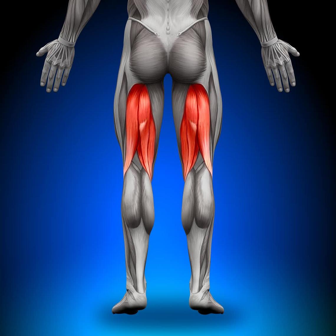 The hamstring group of muscles.