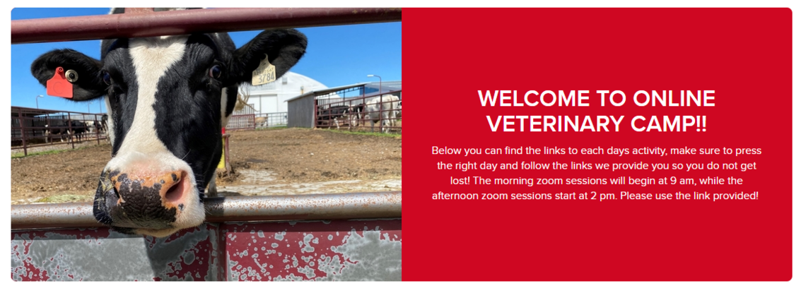 Welcome to online veterinary camp!