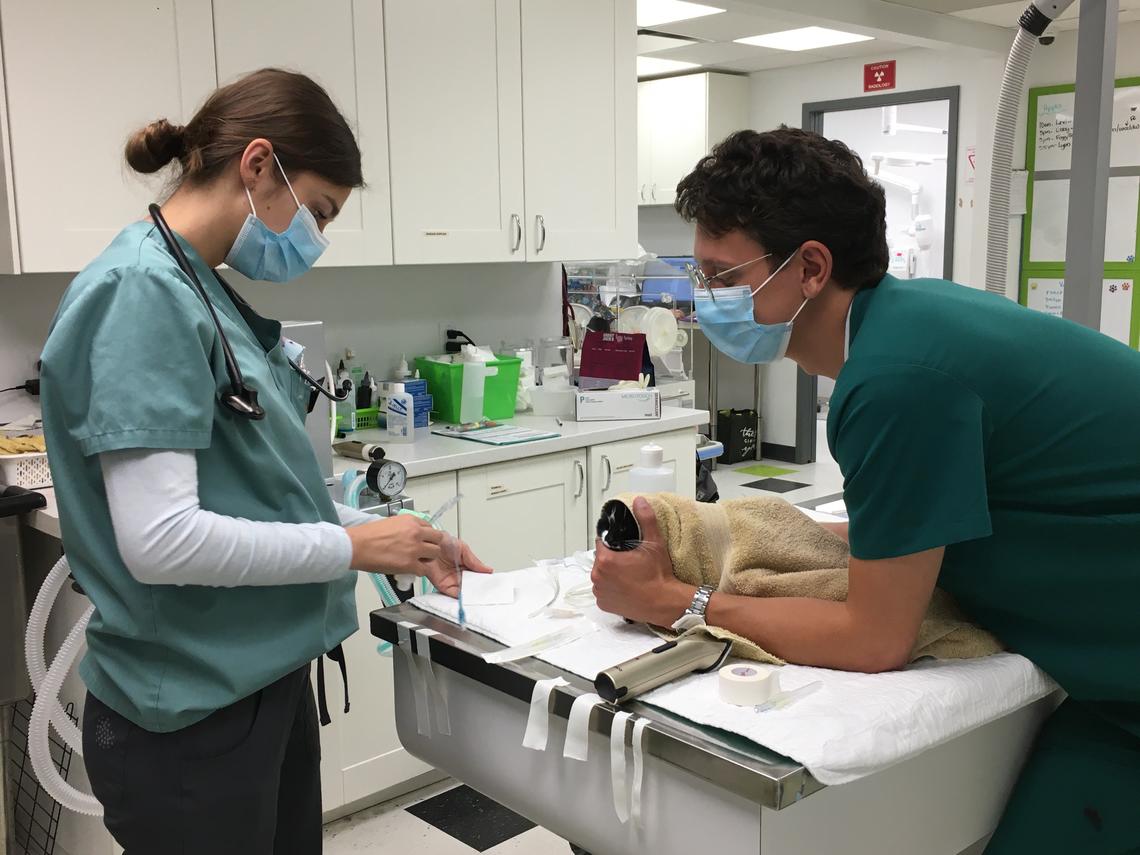 Fourth-year vet med students Alyssa Chrapko (right) and Jason Kadar