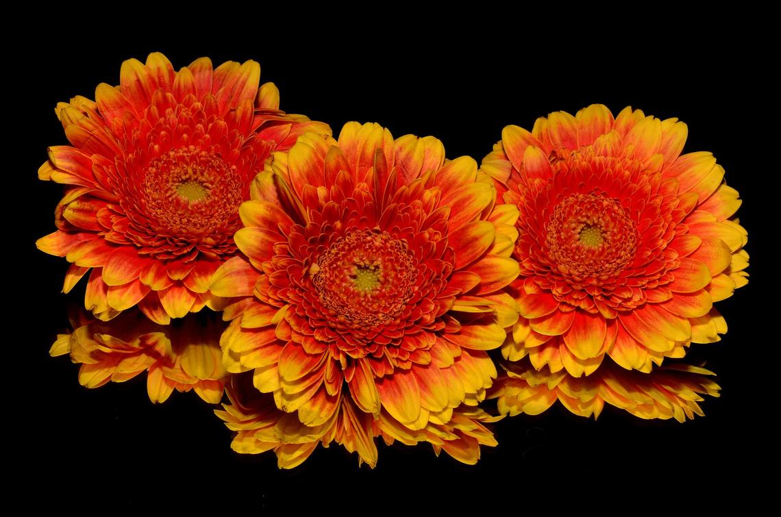 orange gerbera daisies