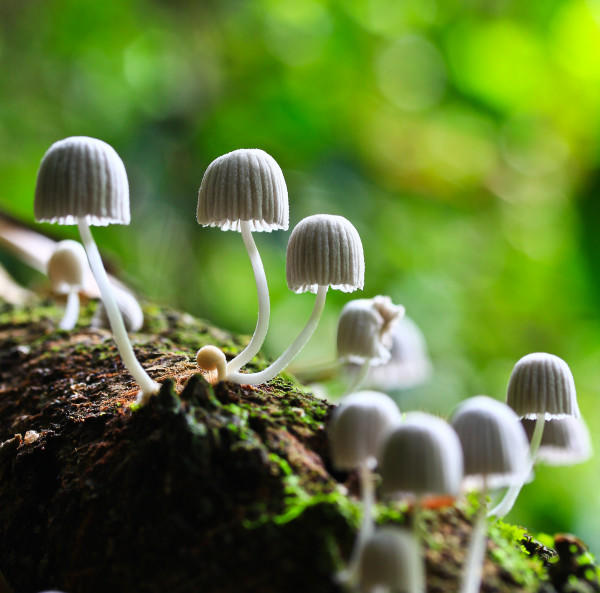 Psilocybins, also known as magic mushrooms