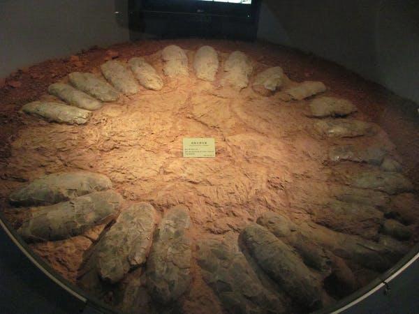 A fossilized giant oviraptorosaur nest from China.