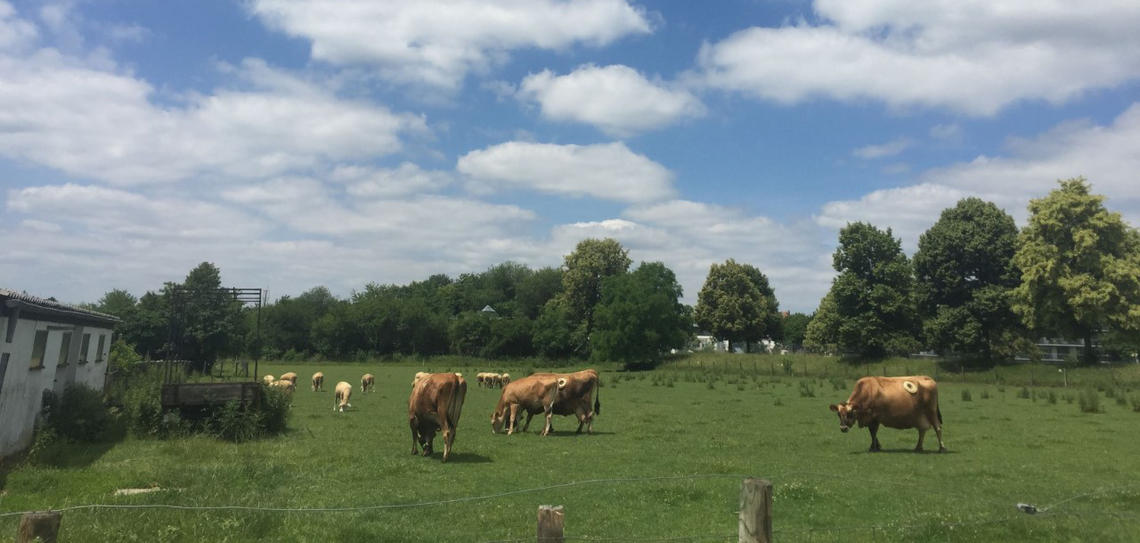 cattle grazing