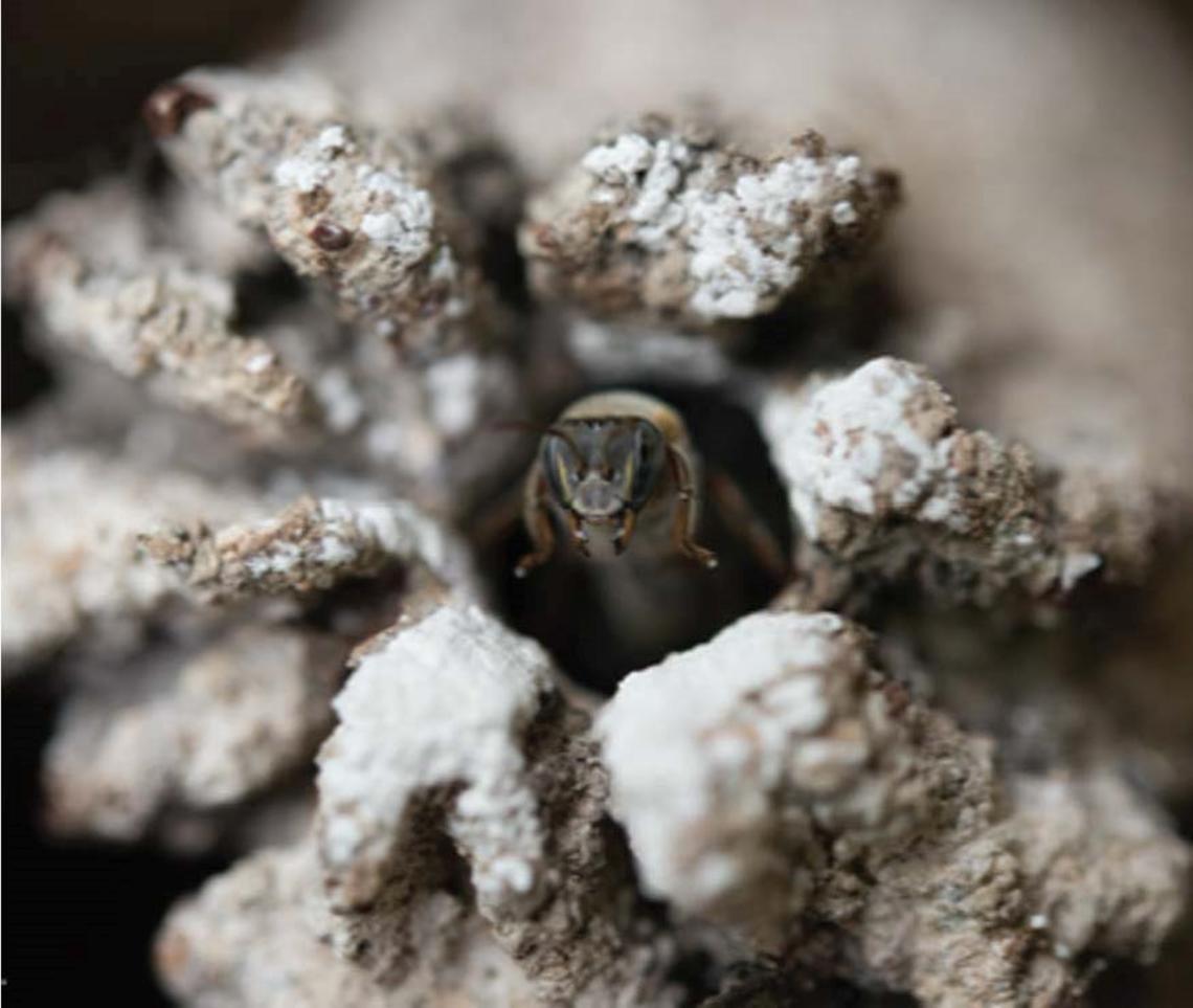 A Maya stingless beehive.