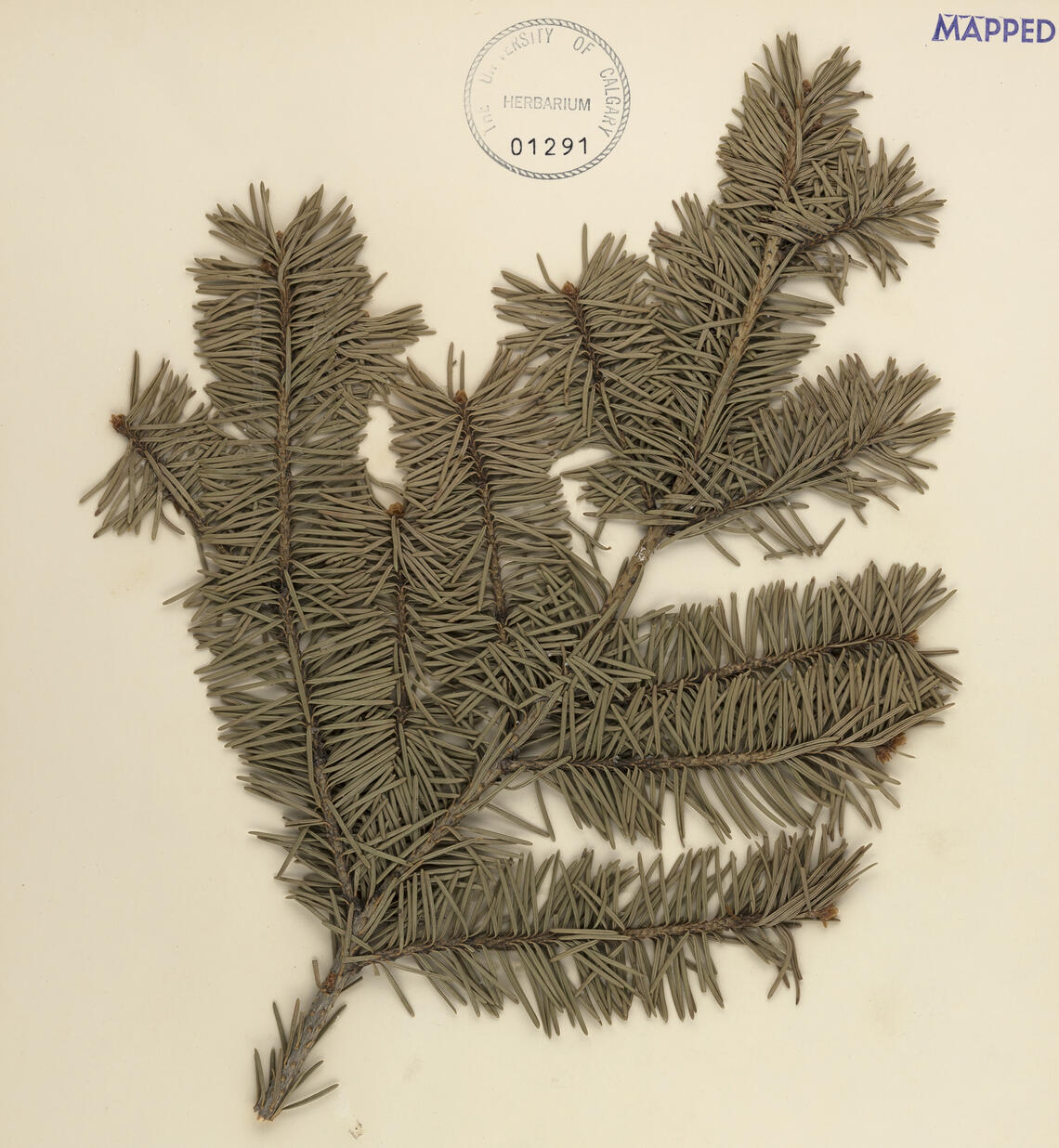 Plants of Alberta: Pseudotsuga menziesii, or Douglas fir, found on Shaganappi Hill in Calgary — from the university’s herbarium. 