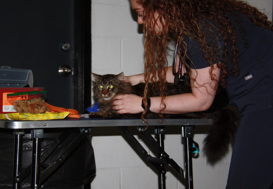 Sarge the tabby cat looks on while being examined