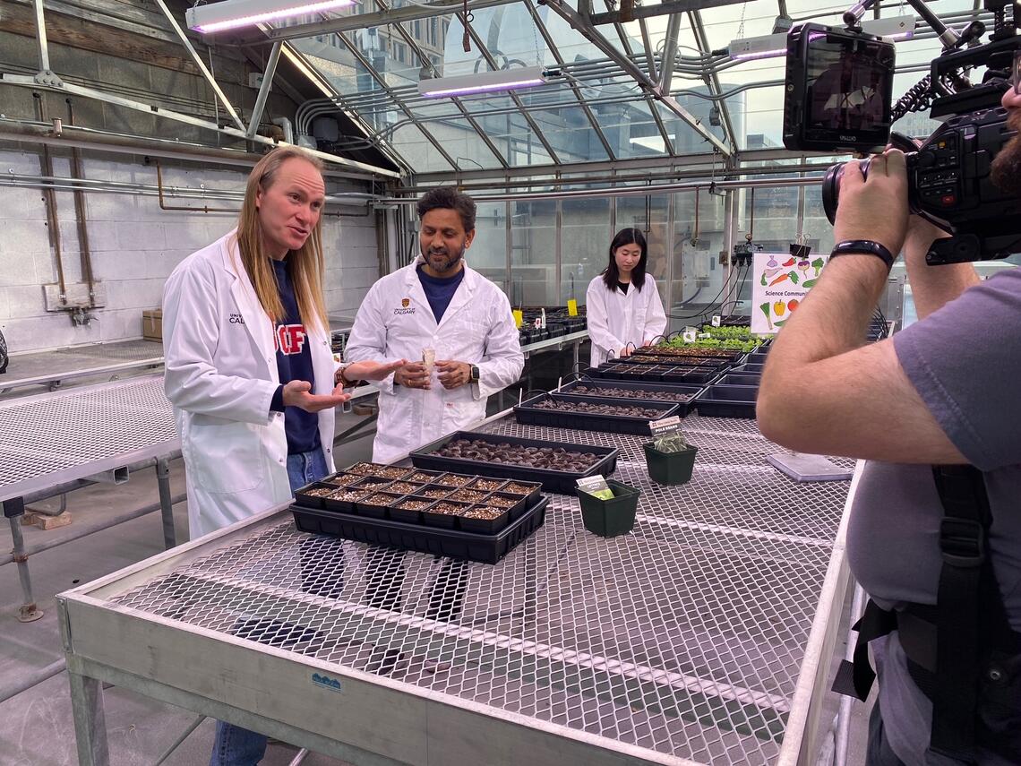Three people in lab coats work with plants in a greenhouse as a camera person films