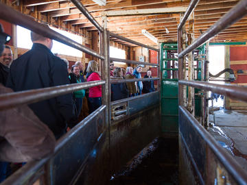 Students, faculty, and staff tour the 19,000-acre W.A. Ranch. The 1,000-head cattle operation became part of the Faculty of Veterinary Medicine in 2018 when J.C. Anderson and his daughter Wynne Chisholm donated the $44-million ranch for research