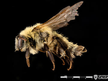 Female Andrena hirticinata (Mining bee).