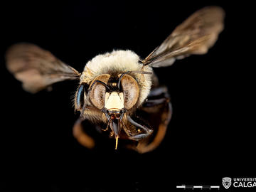Male Xylocopa virginica (Eastern carpenter bee).
