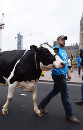 Dairy farmer Chris Ryan and his cow Ninja take part in a protest on Canada’s Parliament Hill in 2016.
