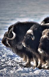 Researchers are studying emerging diseases that are causing drastic declines in muskox populations in Canada’s North.