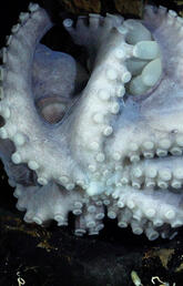 Octopus Close Up