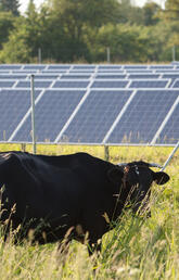 A black cow grazes in a field of grass with solar panels behind it
