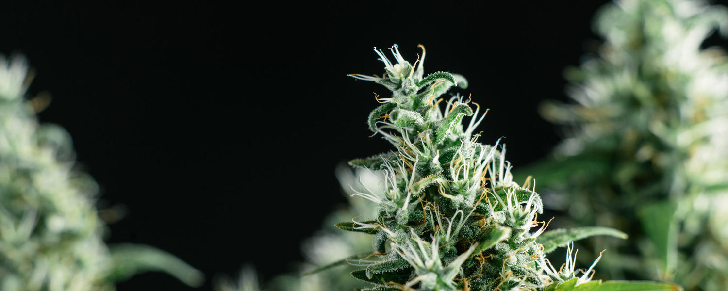 The Green Rush: Budding Careers in Cannabis