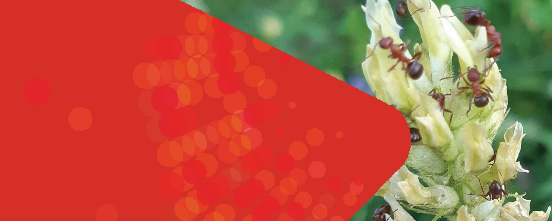 Zombie Ants on a leaf.