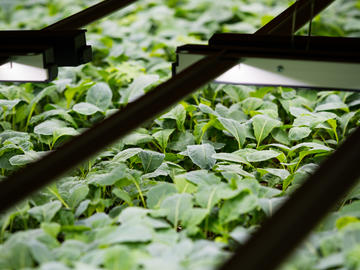 Deepwater farms