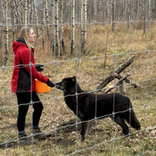 WolfDog Sanctuary