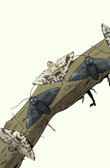Insects