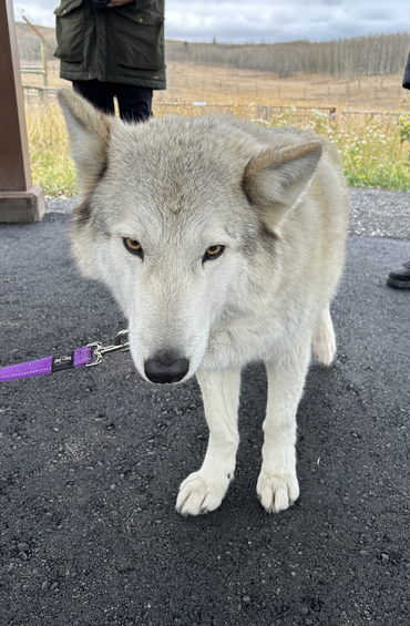 Wolfdog
