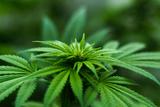 Haskayne Hour | Cannabis: Is there an impact on the workplace? | March 6