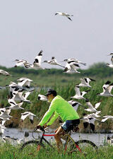 An individual riding a bike with a flock of birds surrounding him